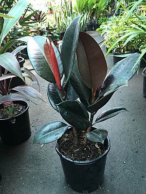 Ficus Elastica Burgundy