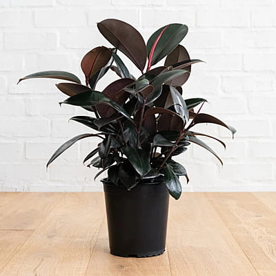 Ficus Elastica Burgundy