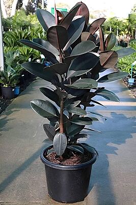 Ficus Elastica Burgundy
