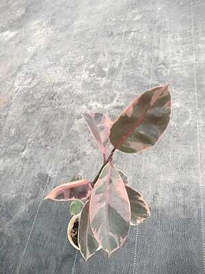 Ficus Elastica Ruby