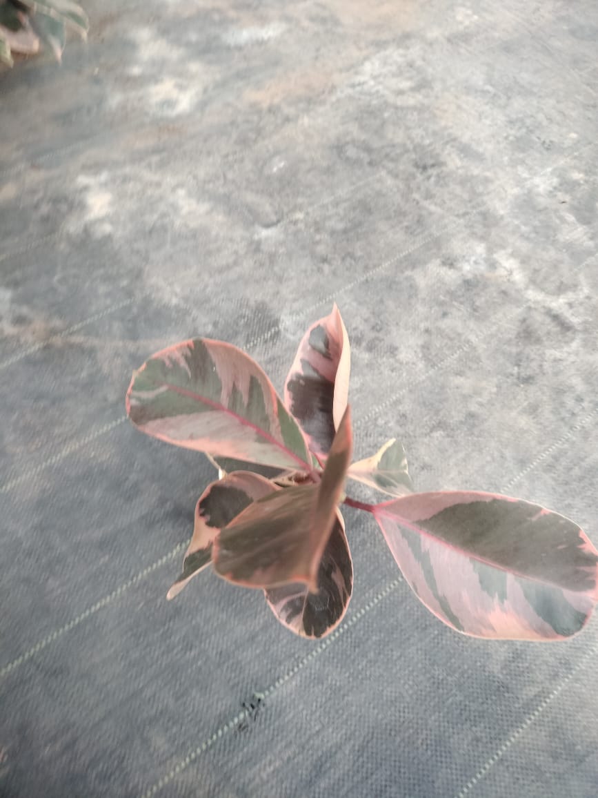 Ficus Elastica Ruby
