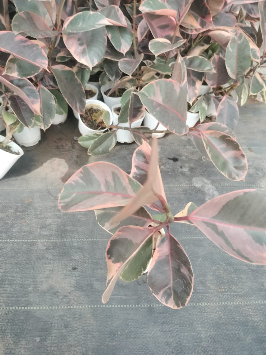 Ficus Elastica Ruby