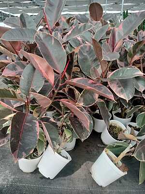 Ficus Elastica Ruby