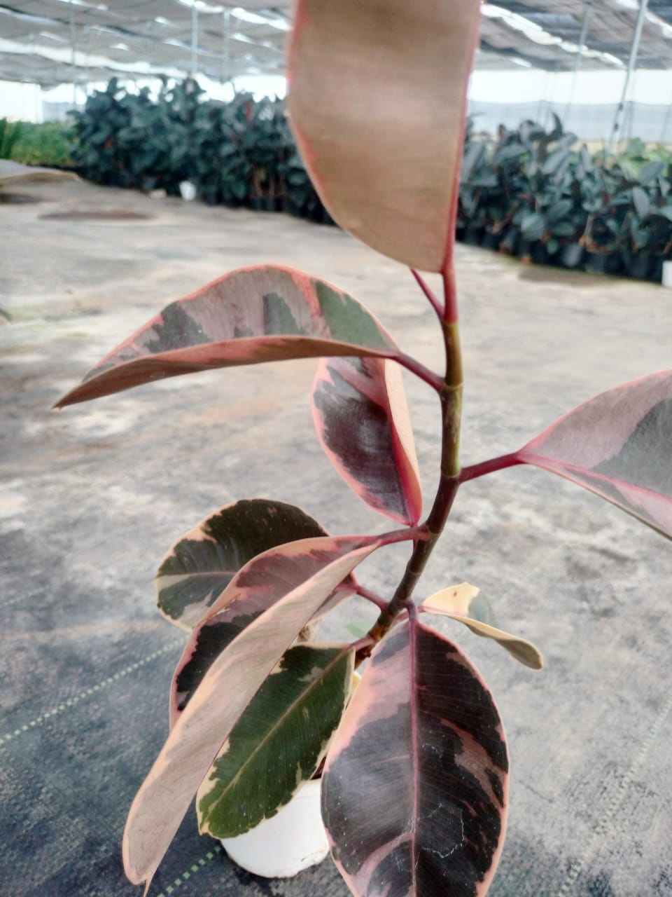 Ficus Elastica Ruby