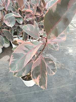 Ficus Elastica Ruby