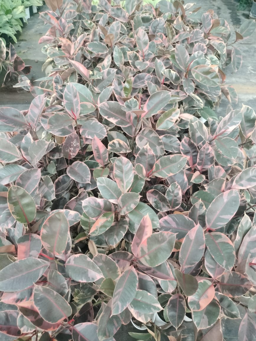 Ficus Elastica Ruby