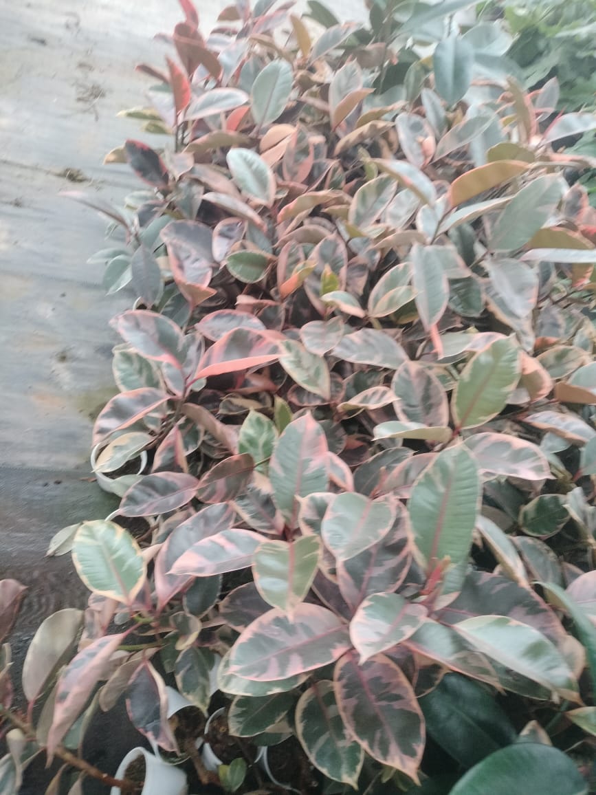 Ficus Elastica Ruby