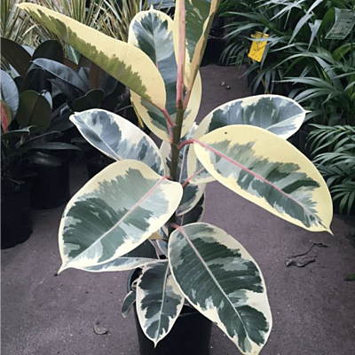 Ficus Elastica Tineke