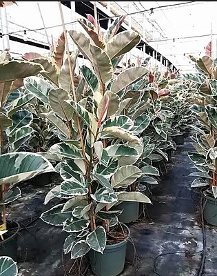 Ficus Elastica Tineke