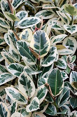 Ficus Elastica Tineke