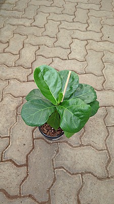 Ficus Lyrata