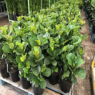 Ficus Lyrata Bambino