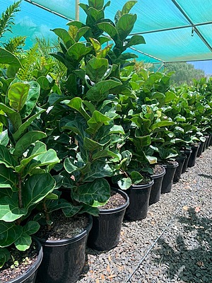 Ficus Lyrata Bambino