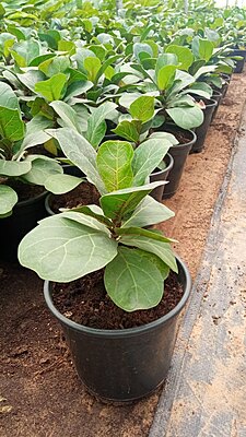 Ficus Lyrata Bambino