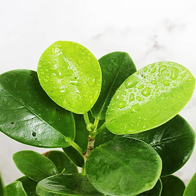 Ficus Microcarpa