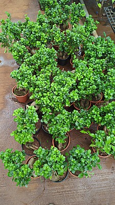 Ficus Microcarpa