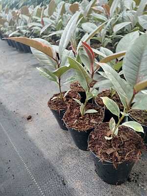 Ficus Tineke