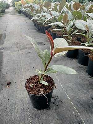 Ficus Tineke