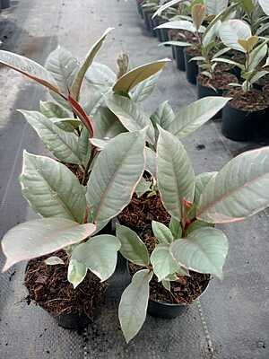 Ficus Tineke