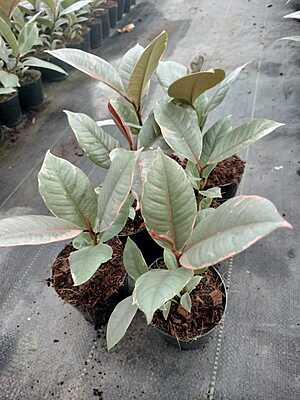 Ficus Tineke