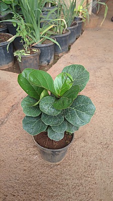 Ficus Lyrata