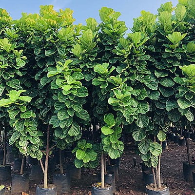 Ficus Lyrata