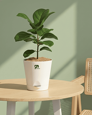 Ficus Lyrata (Fiddle Leaf Fig) in 5 inch self watering pot