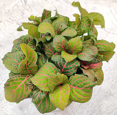 Fittonia Red 7cm Pot