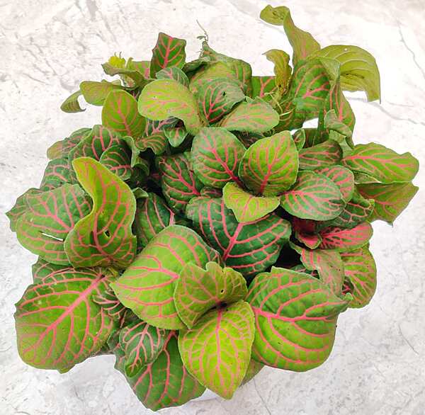 Fittonia Red 7cm Pot