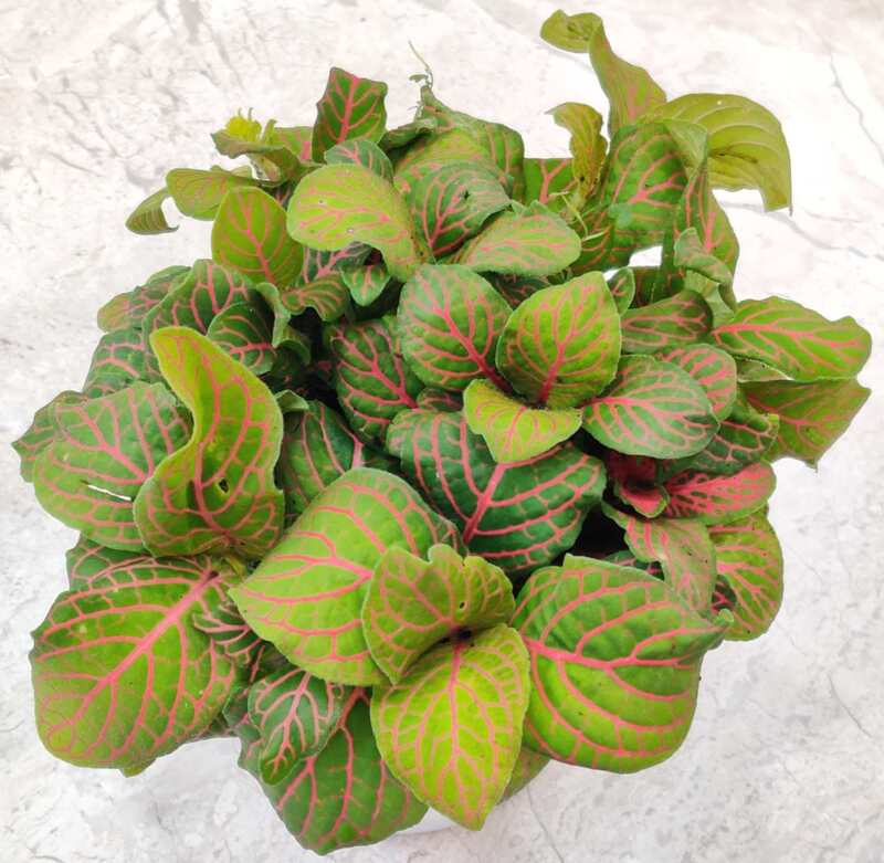 Fittonia Red 7cm Pot