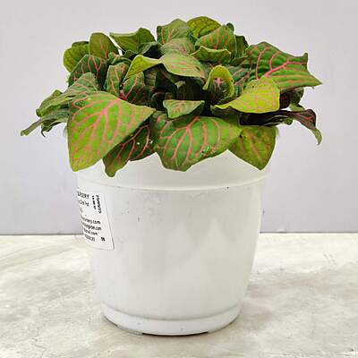 Fittonia Red 7cm Pot