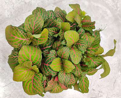 Fittonia Red 7cm Pot