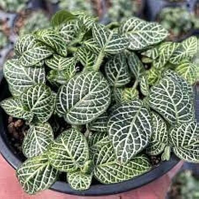 Fittonia Green
