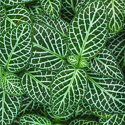 Fittonia Green Variegated