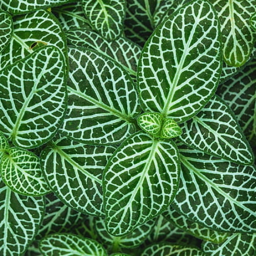 Fittonia Green Variegated