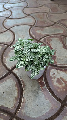 Fittonia Green