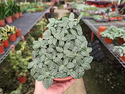 Fittonia Green