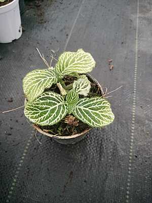 Fittonia Nerve Plant