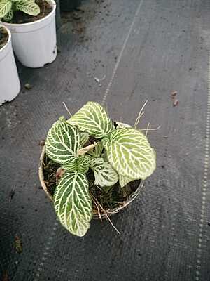 Fittonia Nerve Plant