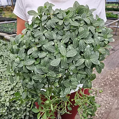 Fittonia Variegated