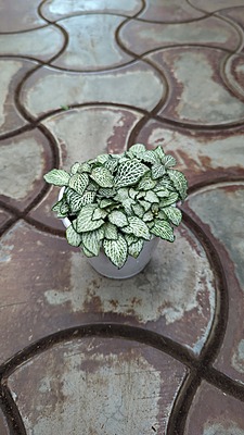 Fittonia Variegated Fittonia Variegated