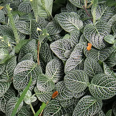 Fittonia White Nerve Plant