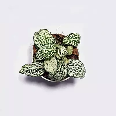 Fittonia White Nerve Plant