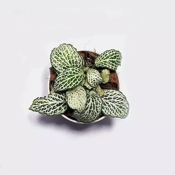 Fittonia White Nerve Plant