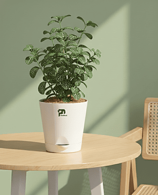 Fittonia Green (Nerve Plant) in 4 inch self watering pot