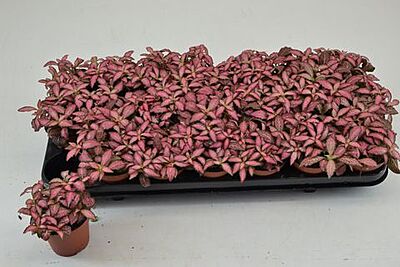 Pink Fittonia - Mosaic Plant