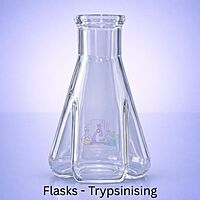 Flasks - Trypsinising