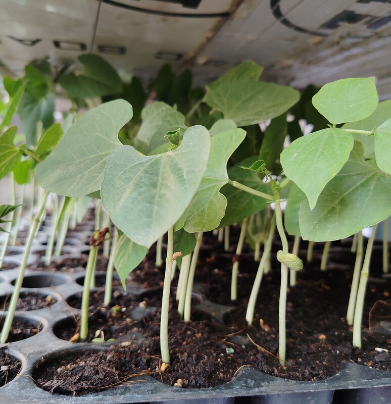 Healthy Flora Beans Seedlings 5 Nos