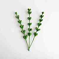 Eucalyptus Stem Large Light Green