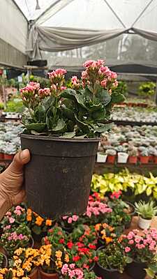 Flowering Kalanchoe Flowering Kalanchoe